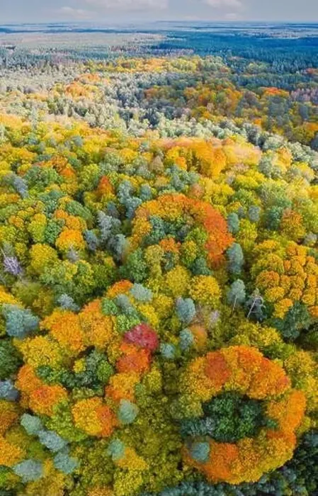 Framed Print : Aerial vertical panoramic view of vibrant color autumn forest Framed Print : Aerial vertical panoramic view of vibrant color autumn forest