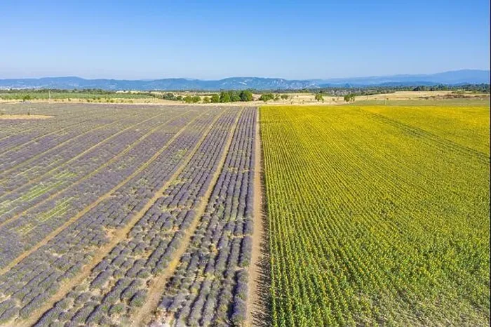 Framed Print : Aerial view of agricultural fields in Provence. Blooming lavender, amazing aerial landscape. Rows of lavender flowers, endless nature blooming floral Framed Print : Aerial view of agricultural fields in Provence. Blooming lavender, amazing aerial landscape. Rows of lavender flowers, endless nature blooming floral