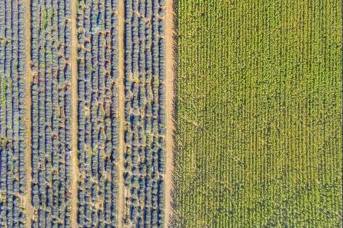 Framed Print : Aerial view of agricultural fields in Provence. Blooming lavender, amazing aerial landscape. Rows of lavender flowers, endless nature blooming floral Framed Print : Aerial view of agricultural fields in Provence. Blooming lavender, amazing aerial landscape. Rows of lavender flowers, endless nature blooming floral