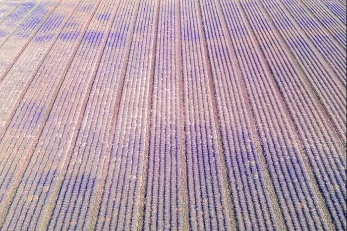 Framed Print : Aerial view of agricultural fields in Provence. Blooming lavender, amazing aerial landscape. Rows of lavender flowers, endless nature blooming floral Framed Print : Aerial view of agricultural fields in Provence. Blooming lavender, amazing aerial landscape. Rows of lavender flowers, endless nature blooming floral