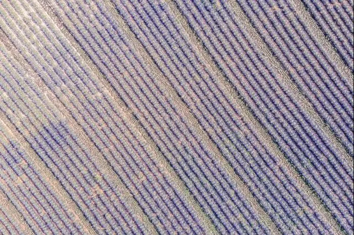 Framed Print : Aerial view of agricultural fields in Provence. Blooming lavender, amazing aerial landscape. Rows of lavender flowers, endless nature blooming floral Framed Print : Aerial view of agricultural fields in Provence. Blooming lavender, amazing aerial landscape. Rows of lavender flowers, endless nature blooming floral