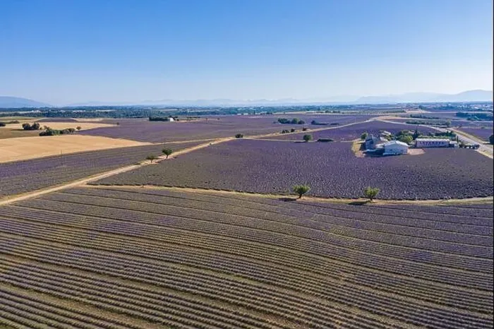 Framed Print : Aerial view of agricultural fields in Provence. Blooming lavender, amazing aerial landscape. Rows of lavender flowers, endless nature blooming floral