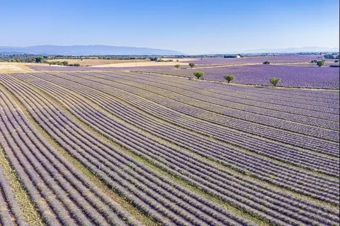 Framed Print : Aerial view of agricultural fields in Provence. Blooming lavender, amazing aerial landscape. Rows of lavender flowers, endless nature blooming floral Framed Print : Aerial view of agricultural fields in Provence. Blooming lavender, amazing aerial landscape. Rows of lavender flowers, endless nature blooming floral