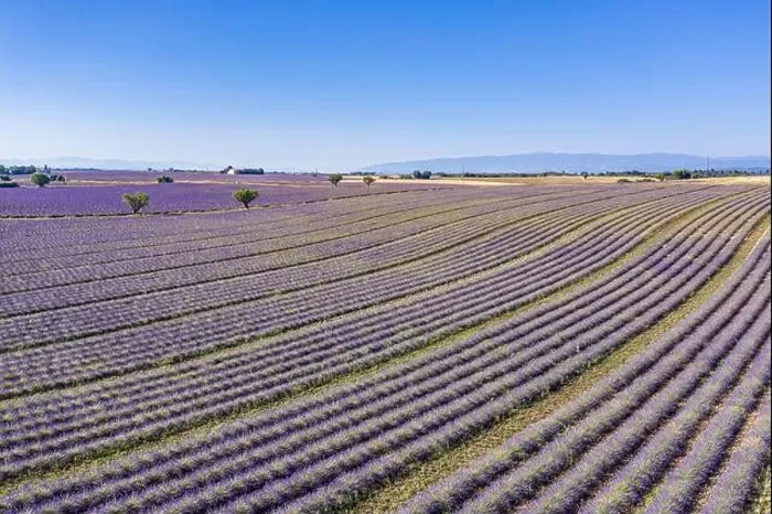 Framed Print : Aerial view of agricultural fields in Provence. Blooming lavender, amazing aerial landscape. Rows of lavender flowers, endless nature blooming floral Framed Print : Aerial view of agricultural fields in Provence. Blooming lavender, amazing aerial landscape. Rows of lavender flowers, endless nature blooming floral