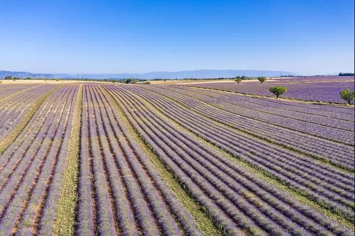 Framed Print : Aerial view of agricultural fields in Provence. Blooming lavender, amazing aerial landscape. Rows of lavender flowers, endless nature blooming floral Framed Print : Aerial view of agricultural fields in Provence. Blooming lavender, amazing aerial landscape. Rows of lavender flowers, endless nature blooming floral