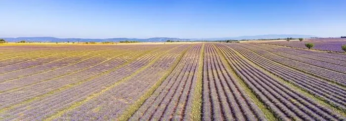 Framed Print : Aerial view of agricultural fields in Provence. Blooming lavender, amazing aerial landscape. Rows of lavender flowers, endless nature blooming floral Framed Print : Aerial view of agricultural fields in Provence. Blooming lavender, amazing aerial landscape. Rows of lavender flowers, endless nature blooming floral