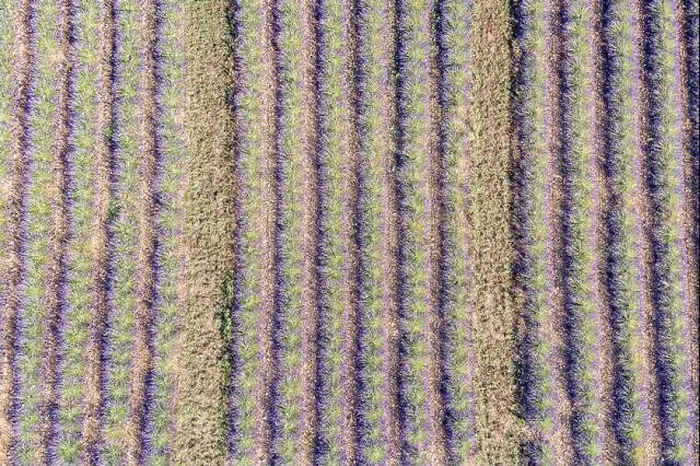 Framed Print : Aerial view of agricultural fields in Provence. Blooming lavender, amazing aerial landscape. Rows of lavender flowers, endless nature blooming floral Framed Print : Aerial view of agricultural fields in Provence. Blooming lavender, amazing aerial landscape. Rows of lavender flowers, endless nature blooming floral