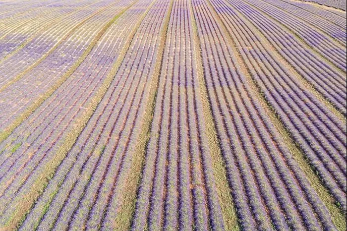 Framed Print : Aerial view of agricultural fields in Provence. Blooming lavender, amazing aerial landscape. Rows of lavender flowers, endless nature blooming floral Framed Print : Aerial view of agricultural fields in Provence. Blooming lavender, amazing aerial landscape. Rows of lavender flowers, endless nature blooming floral