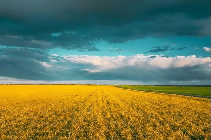 Framed Print : Aerial View Of Agricultural Landscape With Flowering Blooming Oilseed Field. Spring Season. Blossom Canola Yellow Flowers. Rainy Clouds Above Framed Print : Aerial View Of Agricultural Landscape With Flowering Blooming Oilseed Field. Spring Season. Blossom Canola Yellow Flowers. Rainy Clouds Above