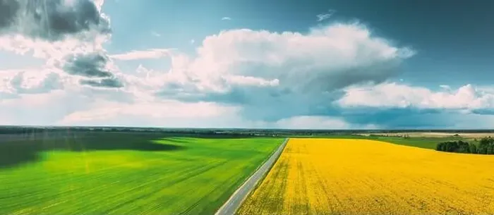 Framed Print : Aerial View Of Agricultural Landscape With Flowering Blooming Rapeseed Framed Print : Aerial View Of Agricultural Landscape With Flowering Blooming Rapeseed