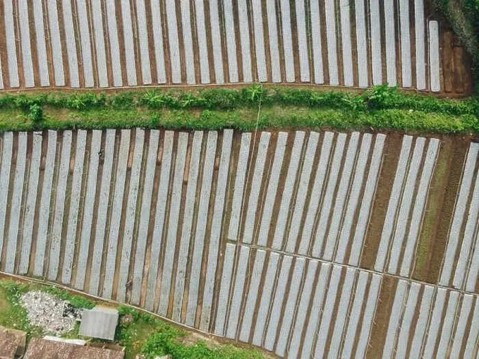 Framed Print : Aerial view of agricultural rice fields for cultivation in Yogyakarta area, Indonesia Framed Print : Aerial view of agricultural rice fields for cultivation in Yogyakarta area, Indonesia