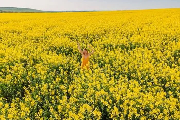 Framed Print : Aerial view of attractive woman at blooming rapeseed field. Yellow flowers and happy woman Framed Print : Aerial view of attractive woman at blooming rapeseed field. Yellow flowers and happy woman