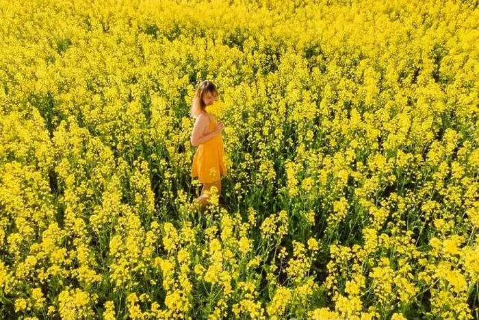 Framed Print : Aerial view of attractive woman at blooming rapeseed field. Yellow flowers and happy woman Framed Print : Aerial view of attractive woman at blooming rapeseed field. Yellow flowers and happy woman