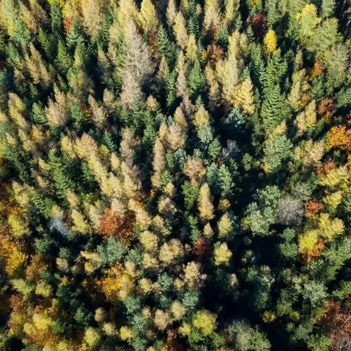Framed Print : Aerial top down view of autumn forest with green and yellow trees Framed Print : Aerial top down view of autumn forest with green and yellow trees