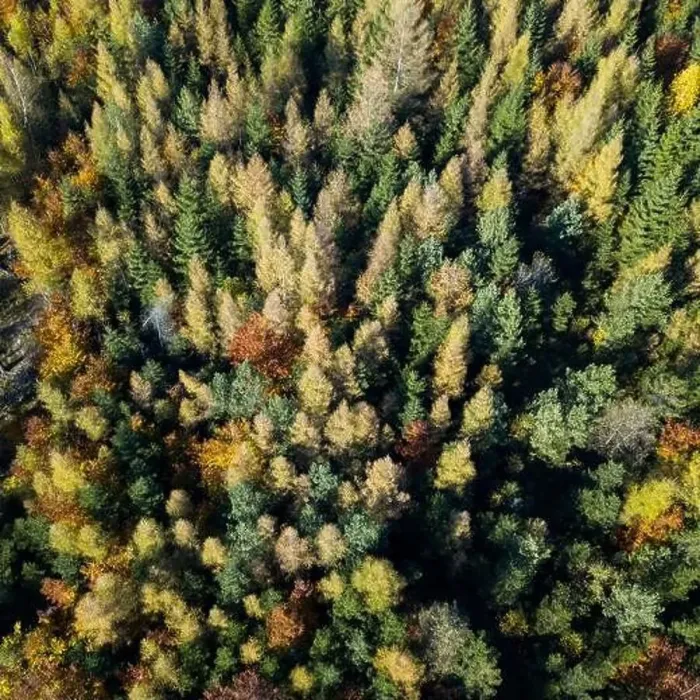 Framed Print : Aerial top down view of autumn forest with green and yellow trees Framed Print : Aerial top down view of autumn forest with green and yellow trees