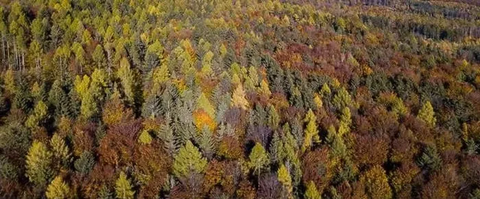 Framed Print : Aerial top down view of autumn forest with green and yellow trees Framed Print : Aerial top down view of autumn forest with green and yellow trees