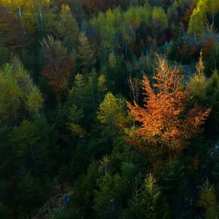 Framed Print : Aerial top down view of autumn forest with green and yellow trees Framed Print : Aerial top down view of autumn forest with green and yellow trees