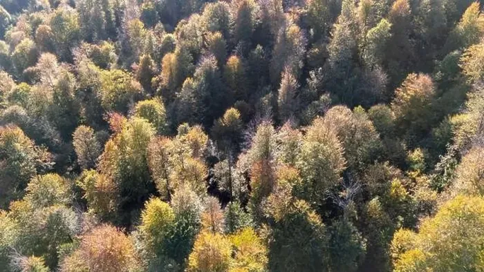 Framed Print : AERIAL view. Autumn season forest Framed Print : AERIAL view. Autumn season forest