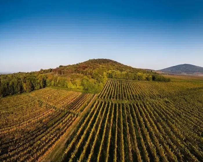 Framed Print : aerial view of beautiful autumn vineyard in Villany, Hungary Framed Print : aerial view of beautiful autumn vineyard in Villany, Hungary