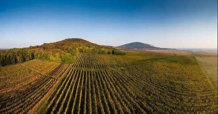 Framed Print : aerial view of beautiful autumn vineyard in Villany, Hungary Framed Print : aerial view of beautiful autumn vineyard in Villany, Hungary