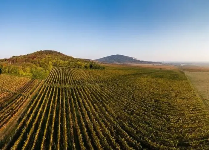 Framed Print : aerial view of beautiful autumn vineyard in Villany, Hungary Framed Print : aerial view of beautiful autumn vineyard in Villany, Hungary