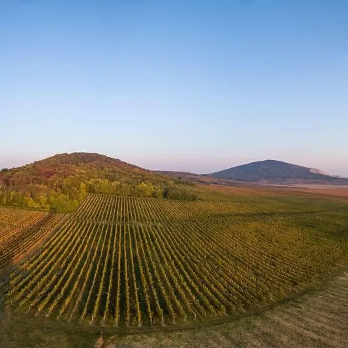 Framed Print : aerial view of beautiful autumn vineyard in Villany, Hungary
