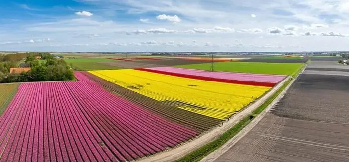 Framed Print : aerial view of a beautiful landscape filled with colorful tulips Framed Print : aerial view of a beautiful landscape filled with colorful tulips