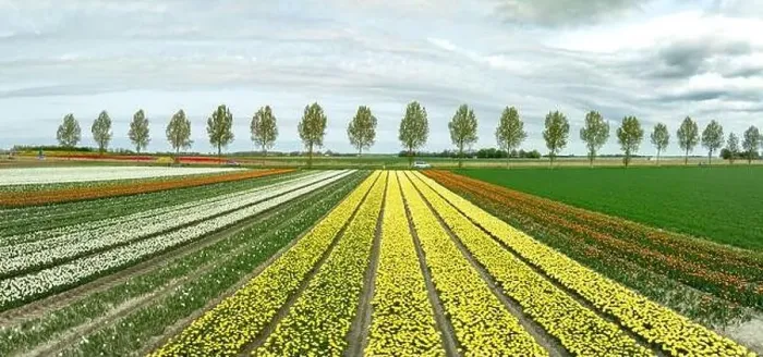 Framed Print : aerial view of a beautiful landscape filled with colorful tulips Framed Print : aerial view of a beautiful landscape filled with colorful tulips
