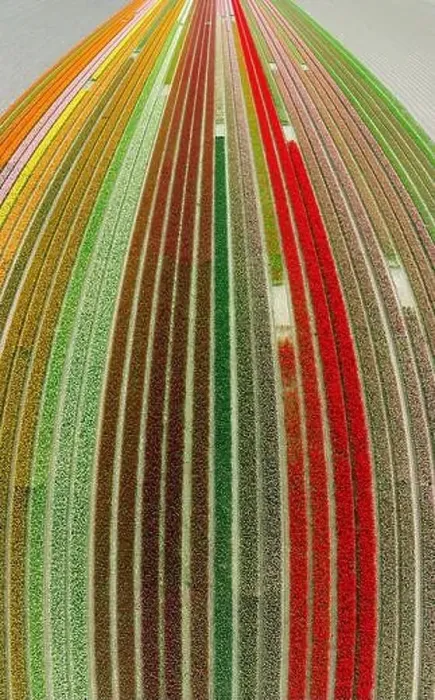 Framed Print : aerial view of a beautiful landscape filled with colorful tulips Framed Print : aerial view of a beautiful landscape filled with colorful tulips
