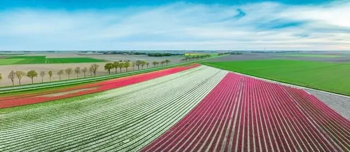 Framed Print : aerial view of a beautiful landscape filled with colorful tulips Framed Print : aerial view of a beautiful landscape filled with colorful tulips