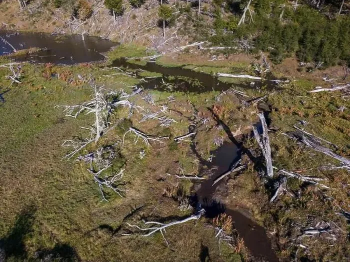 Framed Print : Aerial view of a beaver habitat in Reserva Lago Yeguin on the island Tierra del Fuego, Argentina, South America Framed Print : Aerial view of a beaver habitat in Reserva Lago Yeguin on the island Tierra del Fuego, Argentina, South America