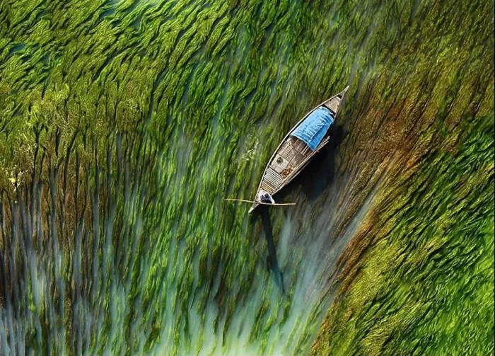 Framed Print : Aerial view of boat making its way through algae, Bogra, Bangladesh Framed Print : Aerial view of boat making its way through algae, Bogra, Bangladesh
