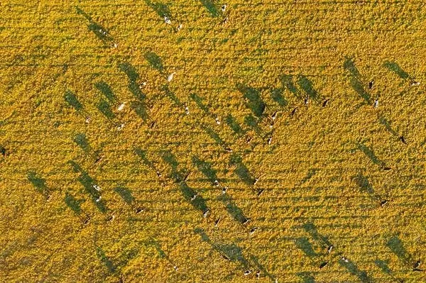 Aerial View Of Cattle Of Cows Grazing In Meadows Pasture. Summer Green Pasture Landscape. Top View. Bird's-eye View