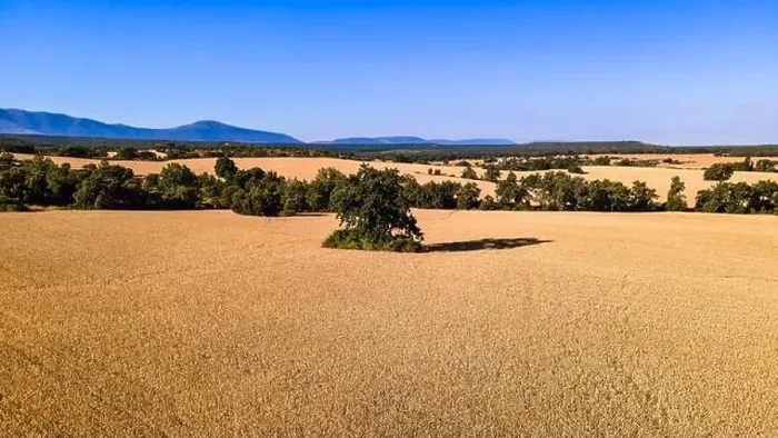 Framed Print : Aerial view of cereal field before harvest on sunny day and blue sky. Segovia Framed Print : Aerial view of cereal field before harvest on sunny day and blue sky. Segovia