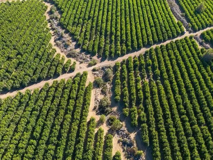 Framed Print : Aerial view of citriculture in Petorca in Chile, South America - plantation of citrus fruits Framed Print : Aerial view of citriculture in Petorca in Chile, South America - plantation of citrus fruits