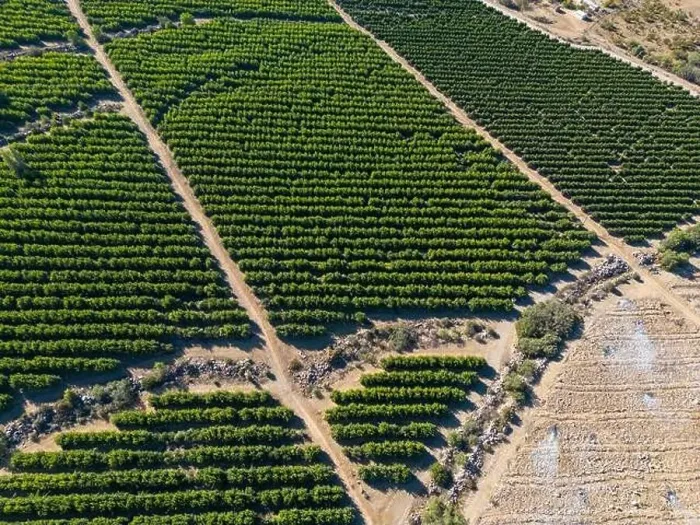 Framed Print : Aerial view of citriculture in Petorca in Chile, South America - plantation of citrus fruits Framed Print : Aerial view of citriculture in Petorca in Chile, South America - plantation of citrus fruits