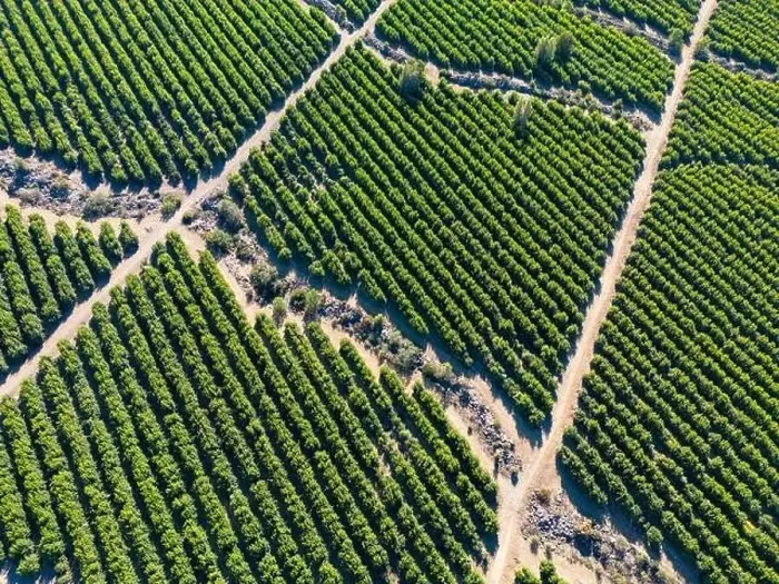 Framed Print : Aerial view of citriculture in Petorca in Chile, South America - plantation of citrus fruits Framed Print : Aerial view of citriculture in Petorca in Chile, South America - plantation of citrus fruits