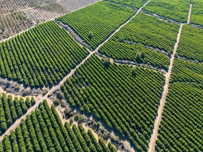 Framed Print : Aerial view of citriculture in Petorca in Chile, South America - plantation of citrus fruits Framed Print : Aerial view of citriculture in Petorca in Chile, South America - plantation of citrus fruits