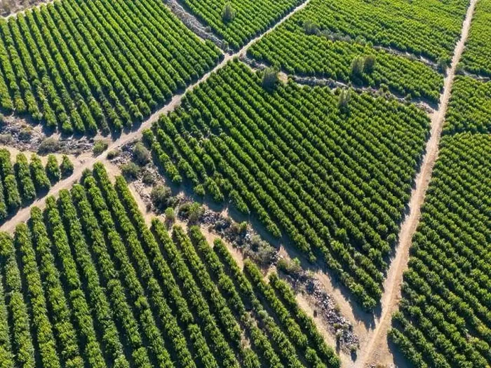Framed Print : Aerial view of citriculture in Petorca in Chile, South America - plantation of citrus fruits Framed Print : Aerial view of citriculture in Petorca in Chile, South America - plantation of citrus fruits