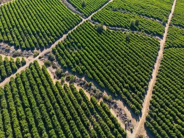Framed Print : Aerial view of citriculture in Petorca in Chile, South America - plantation of citrus fruits Framed Print : Aerial view of citriculture in Petorca in Chile, South America - plantation of citrus fruits