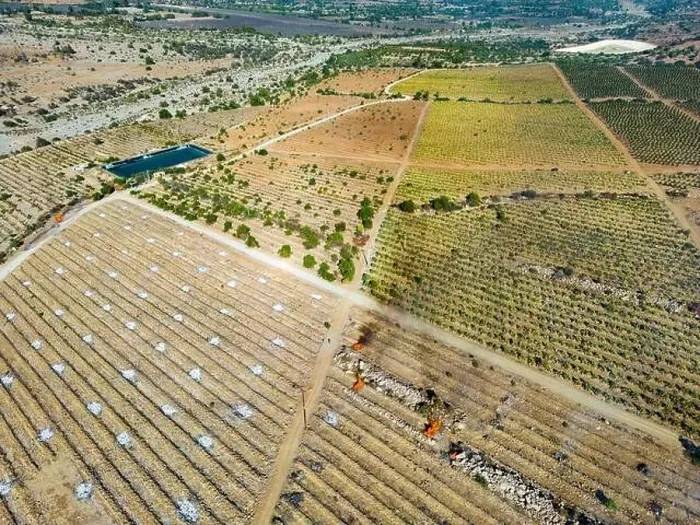 Framed Print : Aerial view of citriculture in Petorca in Chile, South America - plantation of citrus fruits Framed Print : Aerial view of citriculture in Petorca in Chile, South America - plantation of citrus fruits