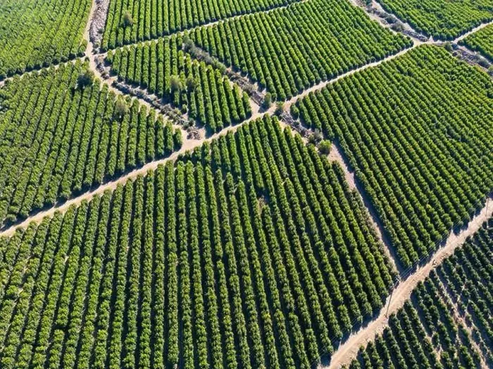 Framed Print : Aerial view of citriculture in Petorca in Chile, South America - plantation of citrus fruits Framed Print : Aerial view of citriculture in Petorca in Chile, South America - plantation of citrus fruits