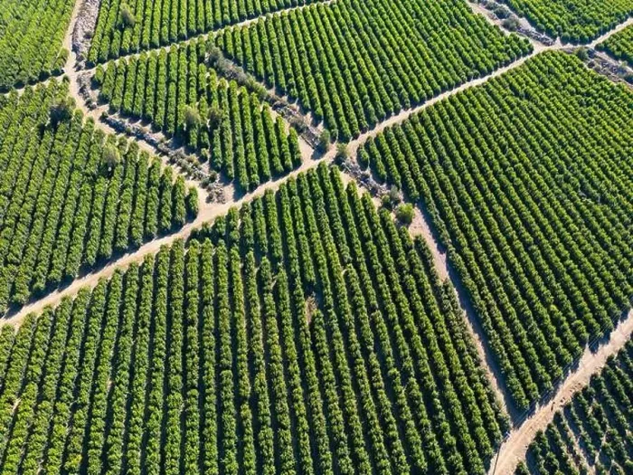 Framed Print : Aerial view of citriculture in Petorca in Chile, South America - plantation of citrus fruits Framed Print : Aerial view of citriculture in Petorca in Chile, South America - plantation of citrus fruits