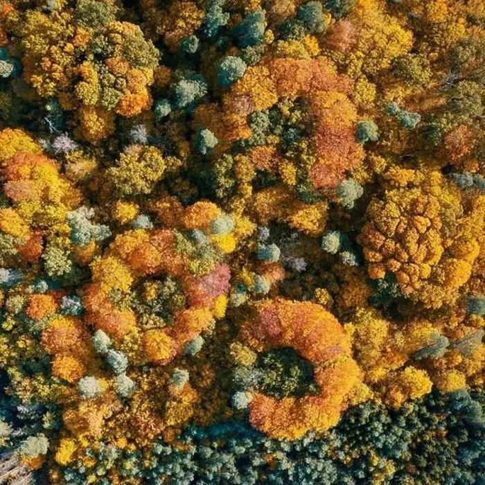 Framed Print : Aerial view of color autumn forest Framed Print : Aerial view of color autumn forest
