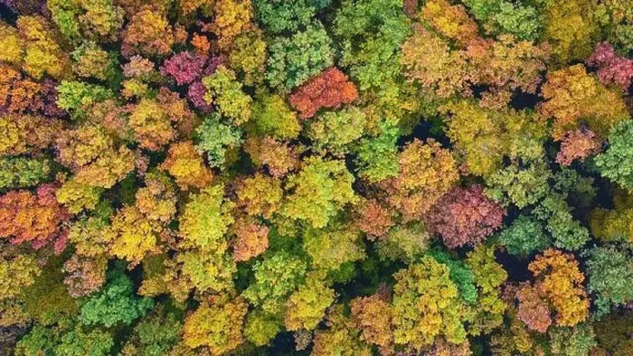 Framed Print : Aerial view of color autumn forest Framed Print : Aerial view of color autumn forest