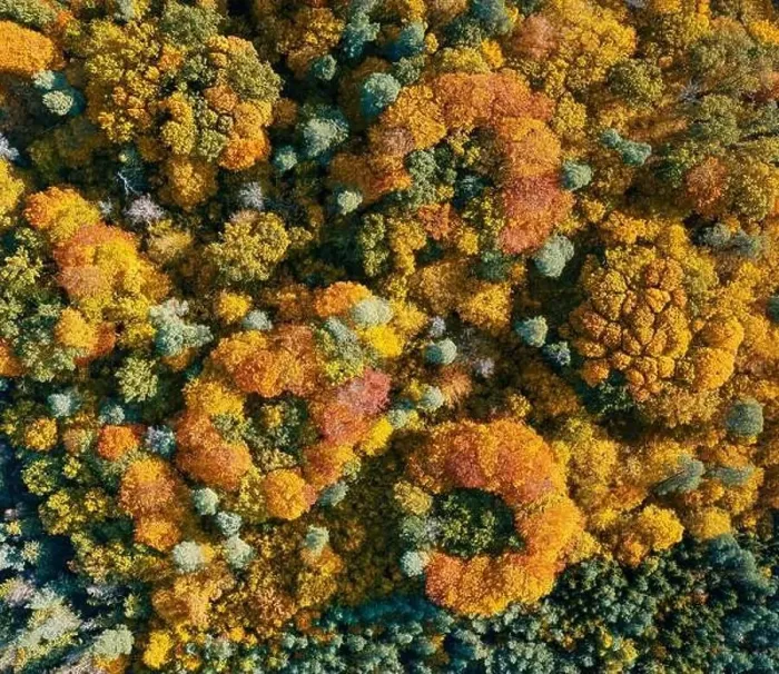 Framed Print : Aerial top down view of colorful autumn forest Framed Print : Aerial top down view of colorful autumn forest