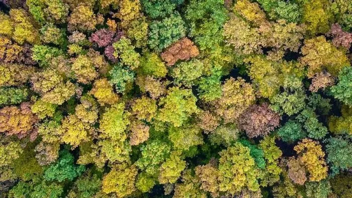 Framed Print : Aerial top down view of colorful autumn forest Framed Print : Aerial top down view of colorful autumn forest