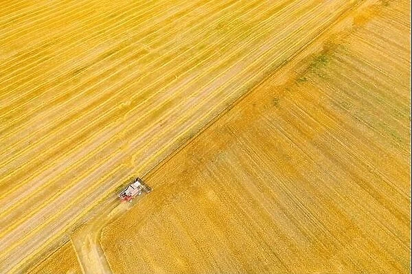 Aerial View Combine Harvester Working In Field. Harvesting Of Wheat In Summer Season. Agricultural Machines Collecting Wheat Seeds