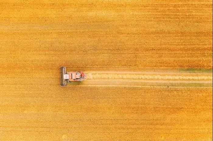 Framed Print : Aerial View Combine Harvester Working In Field. Harvesting Of Wheat In Summer Season. Agricultural Machines Collecting Wheat Seeds Framed Print : Aerial View Combine Harvester Working In Field. Harvesting Of Wheat In Summer Season. Agricultural Machines Collecting Wheat Seeds