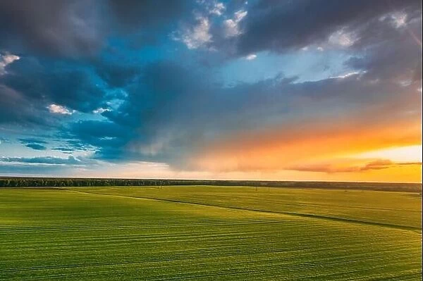 Aerial View Countryside Rural Green Field Landscape With Young Wheat Sprouts In Spring Summer Sunset. Agricultural Field. Young Wheat Shoots And